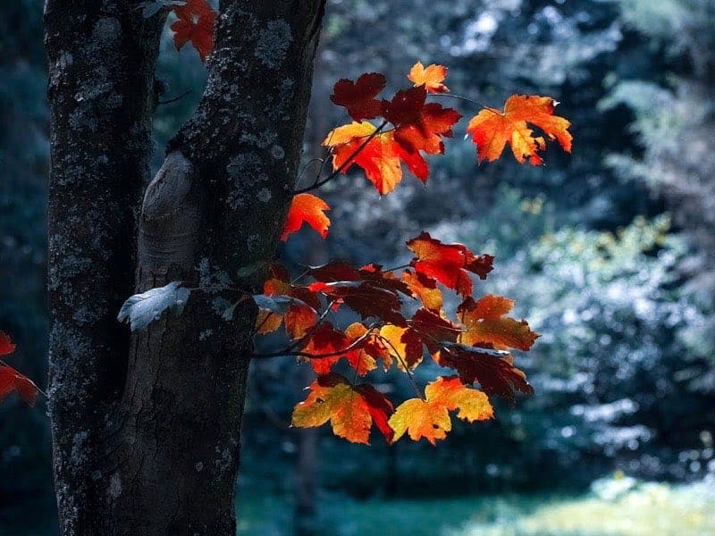 Autumn leaves on the ground near a house